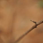 Shallow Depth