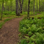 Path