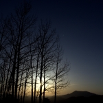 Silhouette Trees