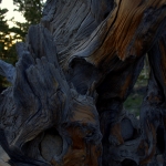 Wood