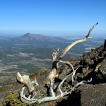 Branch